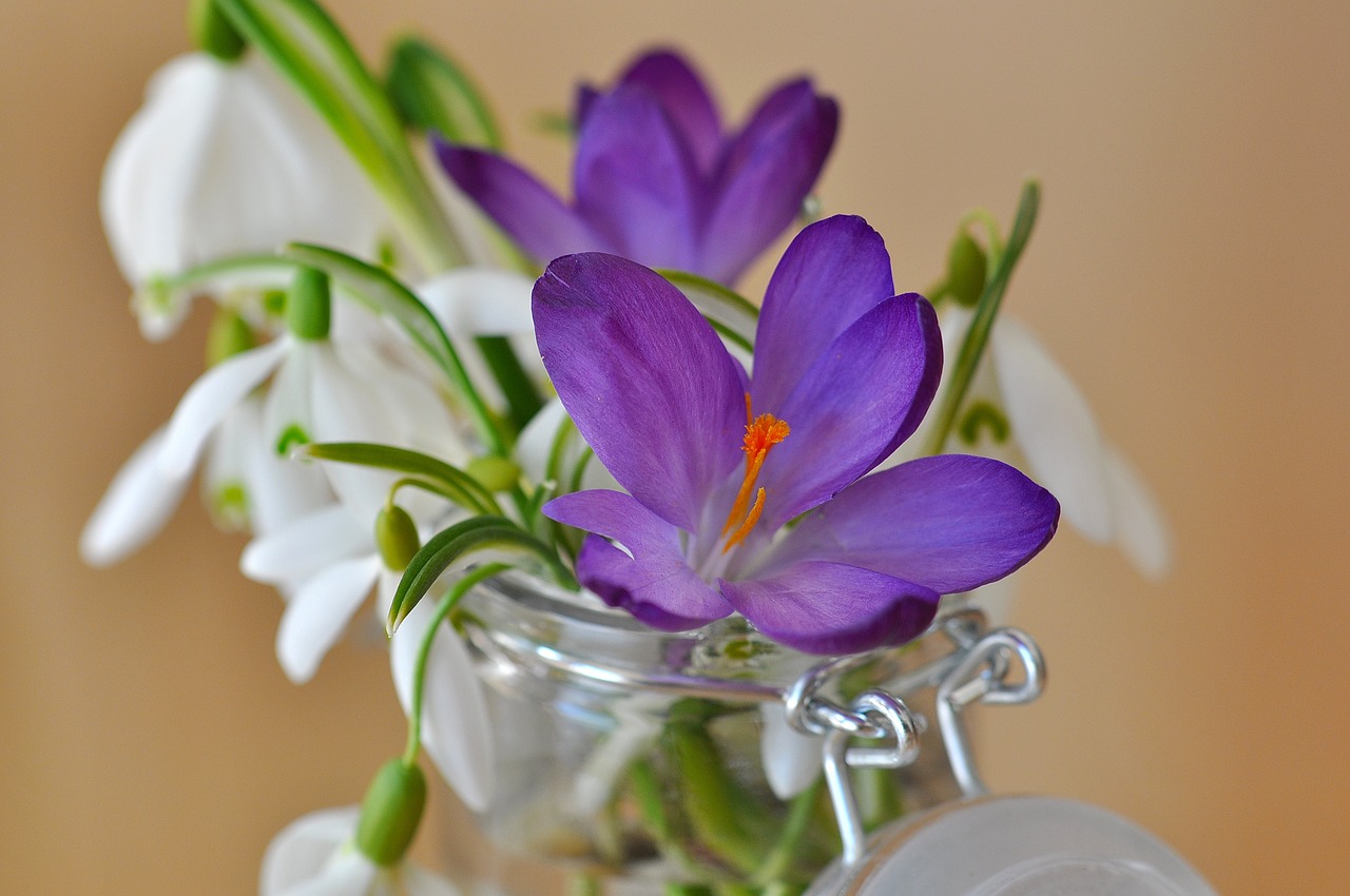 crocus snowdrop lily of the valley free photo