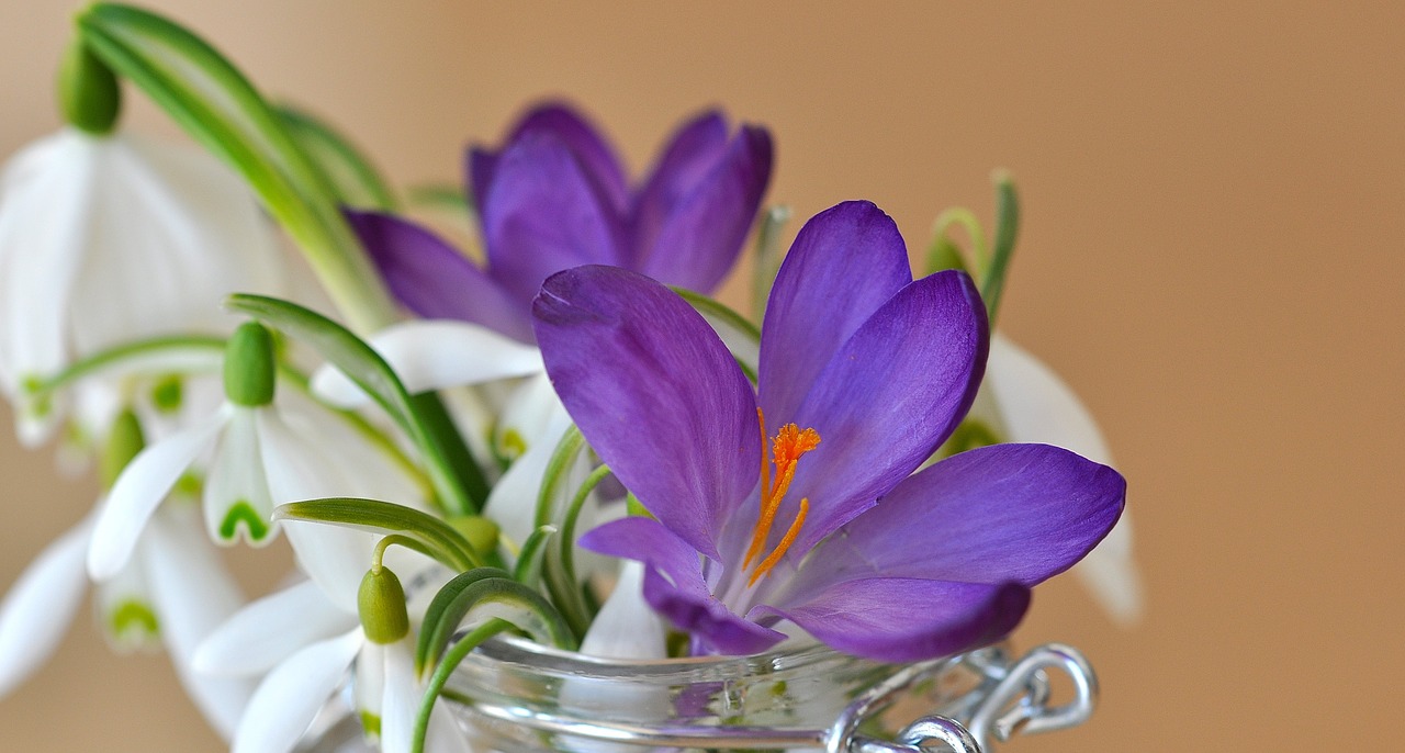 crocus snowdrop lily of the valley free photo
