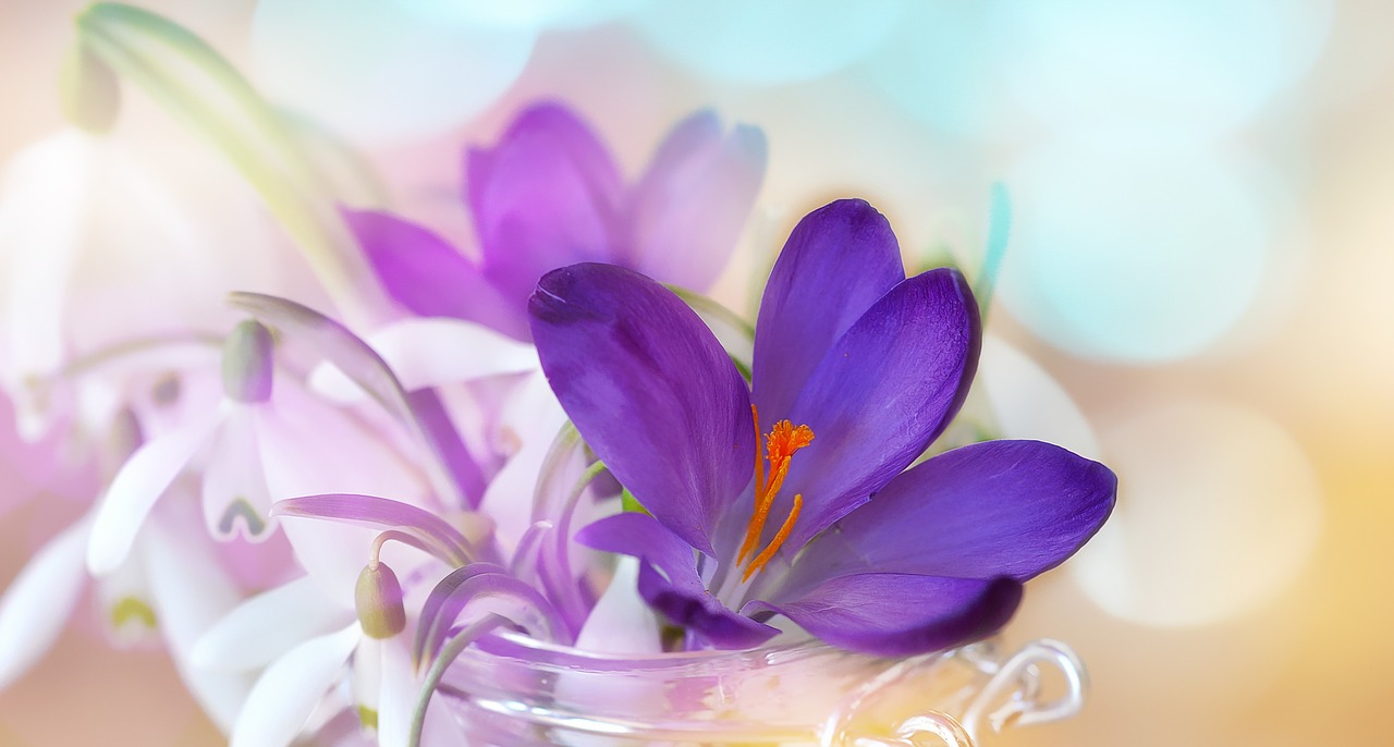 crocus snowdrop lily of the valley free photo