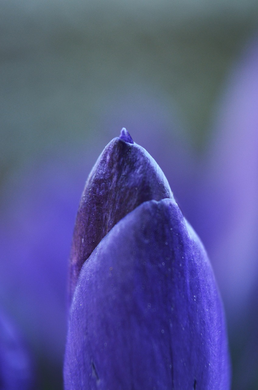 crocus flower spring free photo