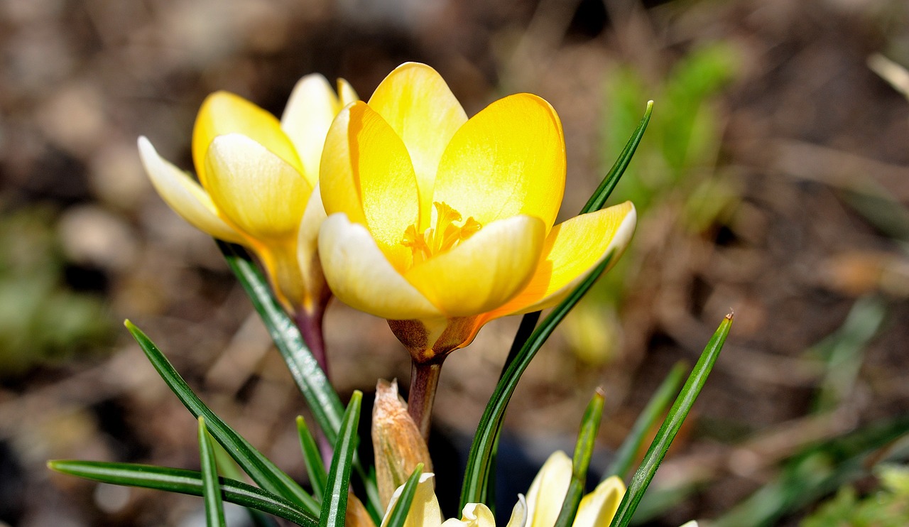 crocus flower blossom free photo