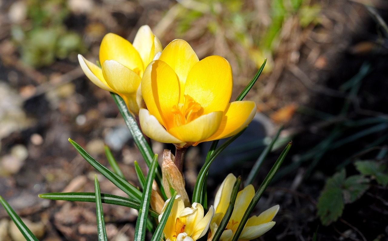 crocus spring flower free photo