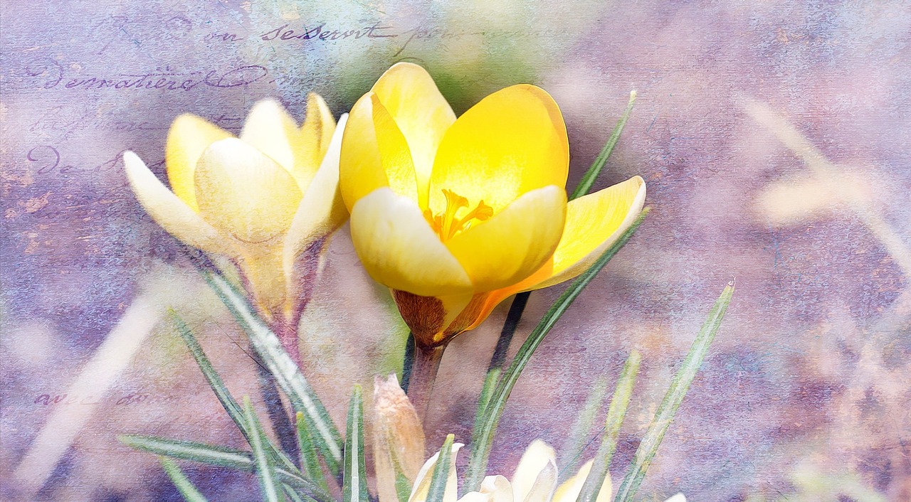 crocus flower blossom free photo