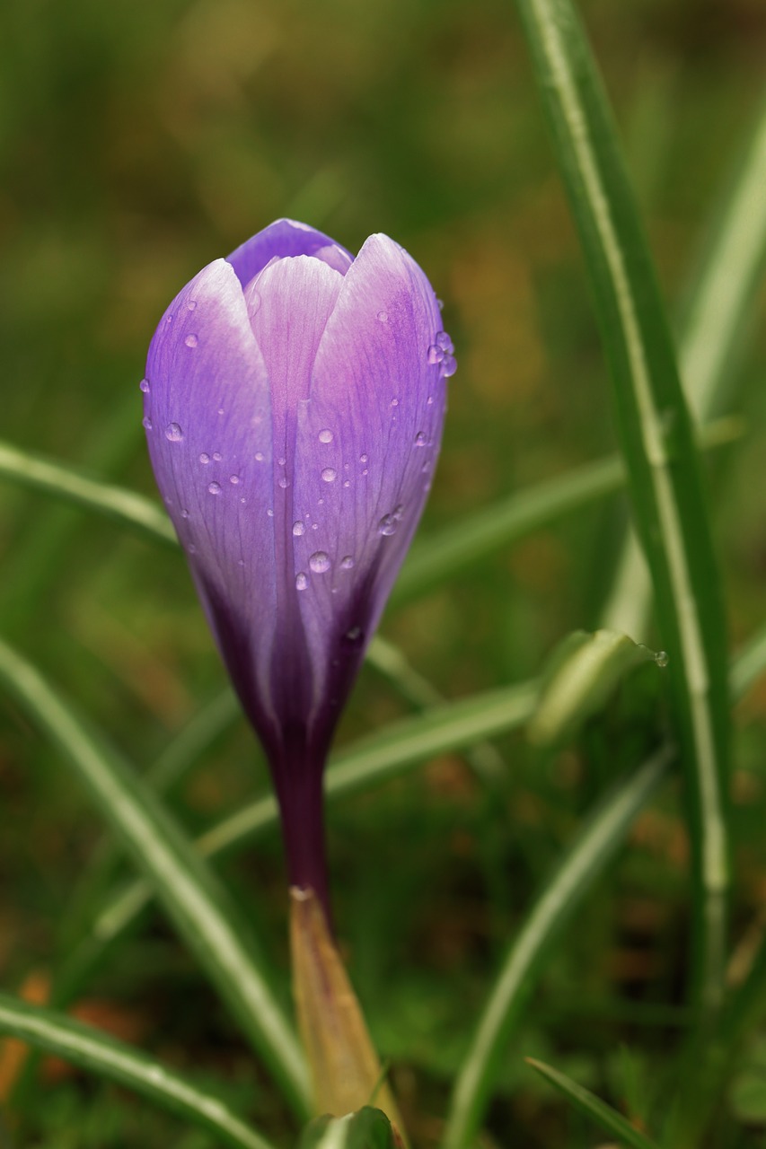 crocus blossom bloom free photo