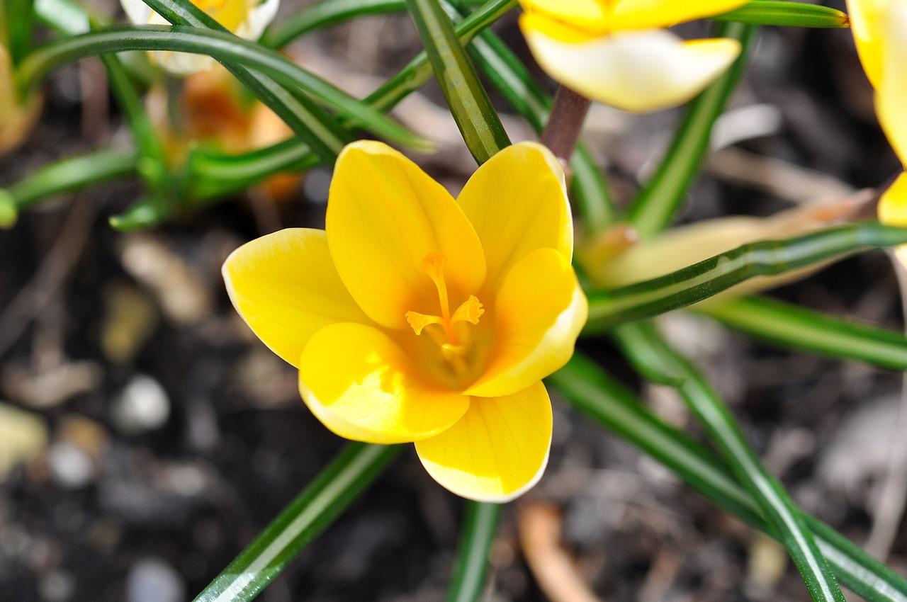 crocus flower blossom free photo