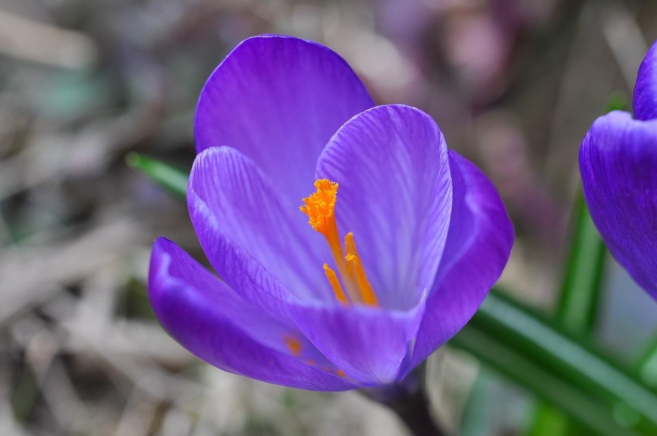 crocus flower blossom free photo