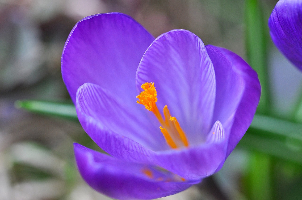 crocus flower blossom free photo