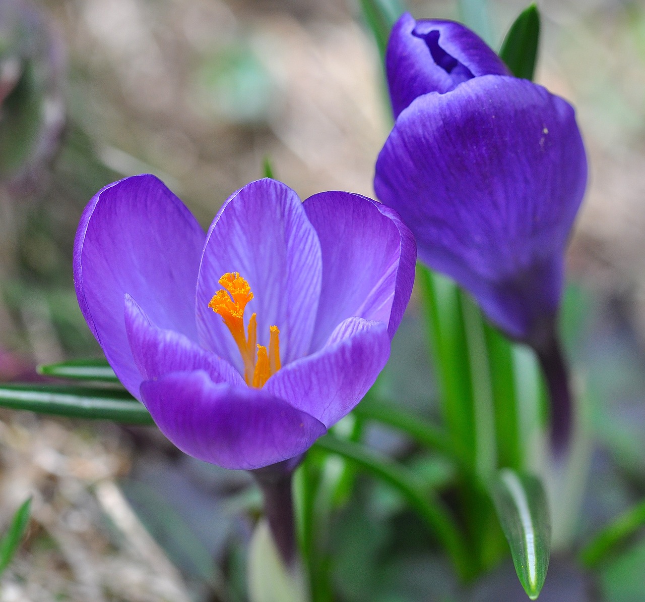 crocus flower blossom free photo