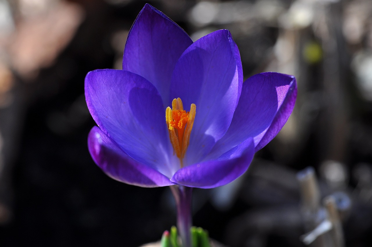 crocus flower blossom free photo