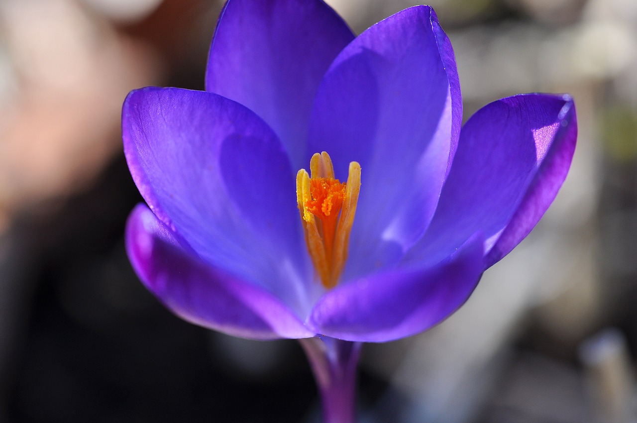 crocus flower blossom free photo