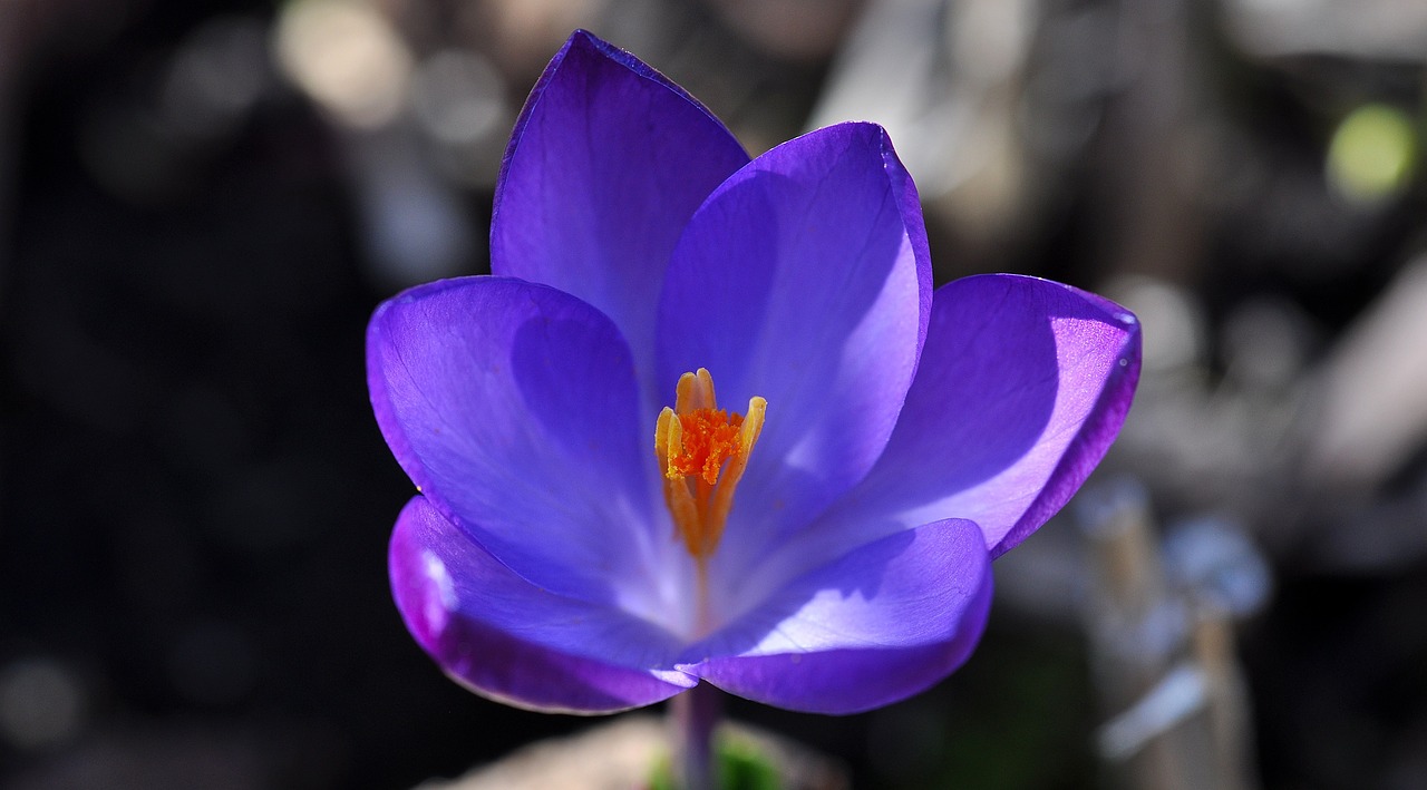 crocus flower blossom free photo