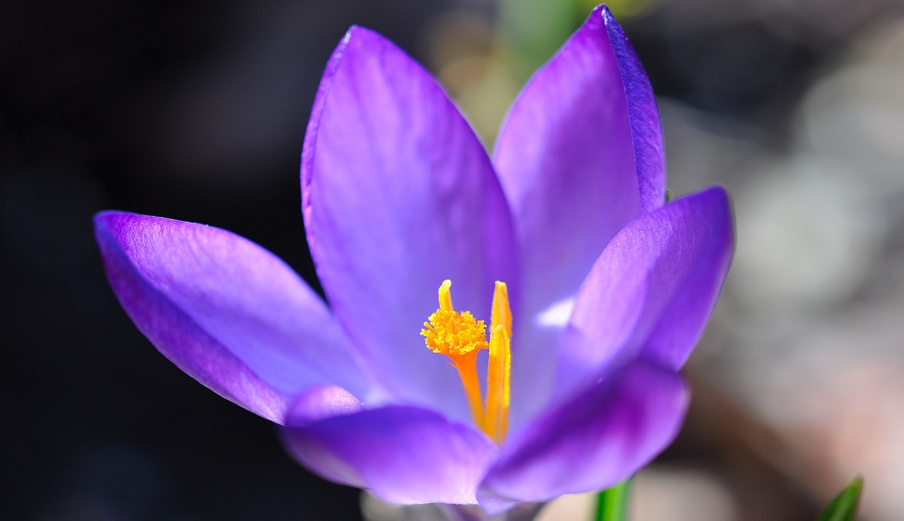 crocus flower blossom free photo