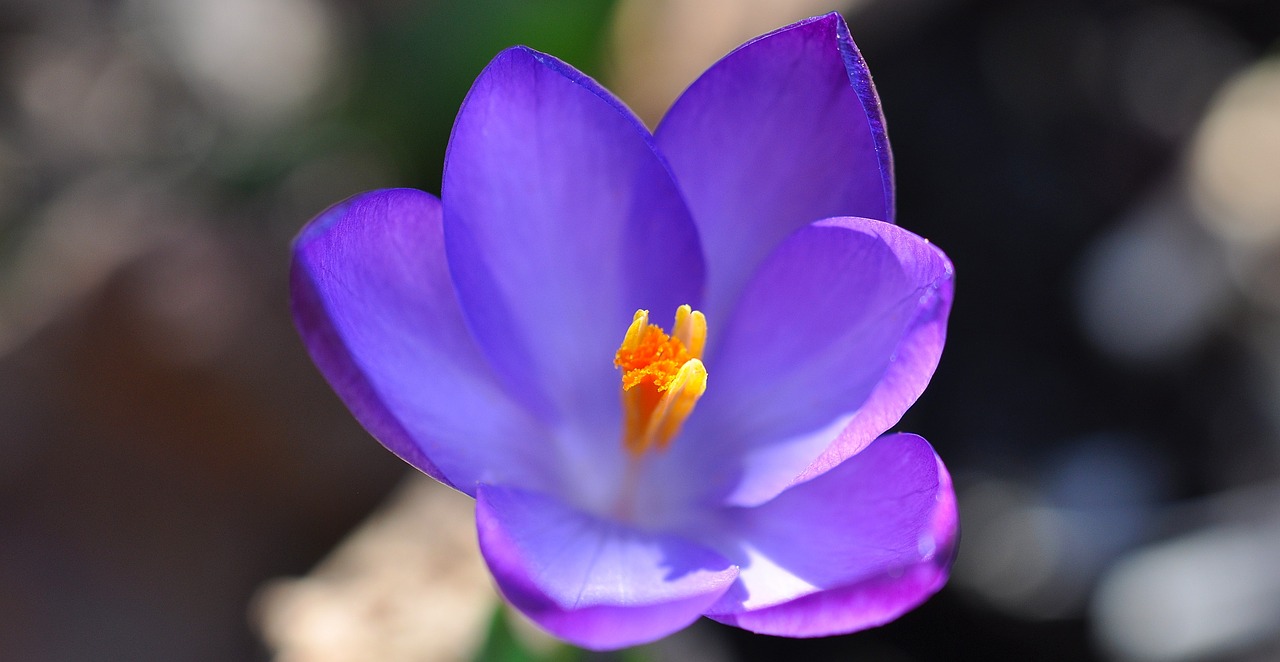 crocus flower blossom free photo