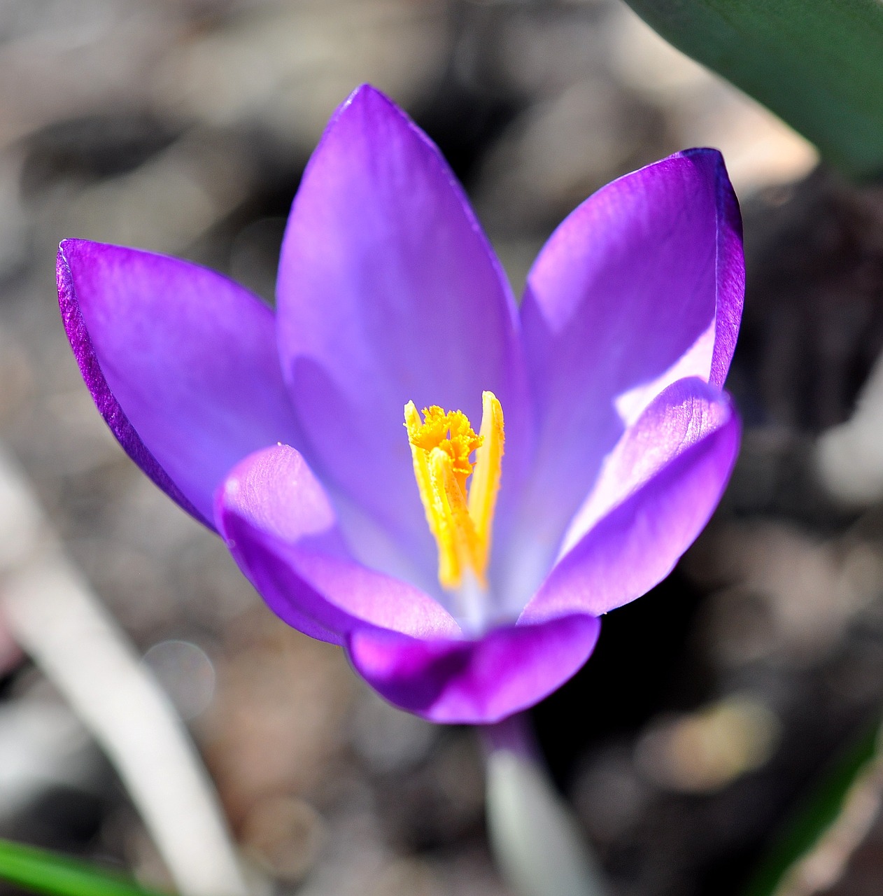 crocus flower blossom free photo