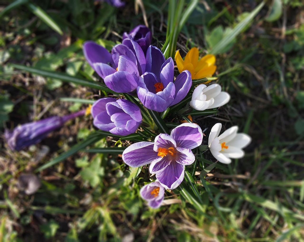 crocus spring flowers bloom free photo