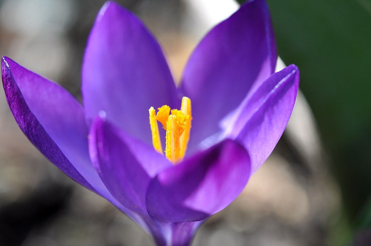 crocus flower blossom free photo