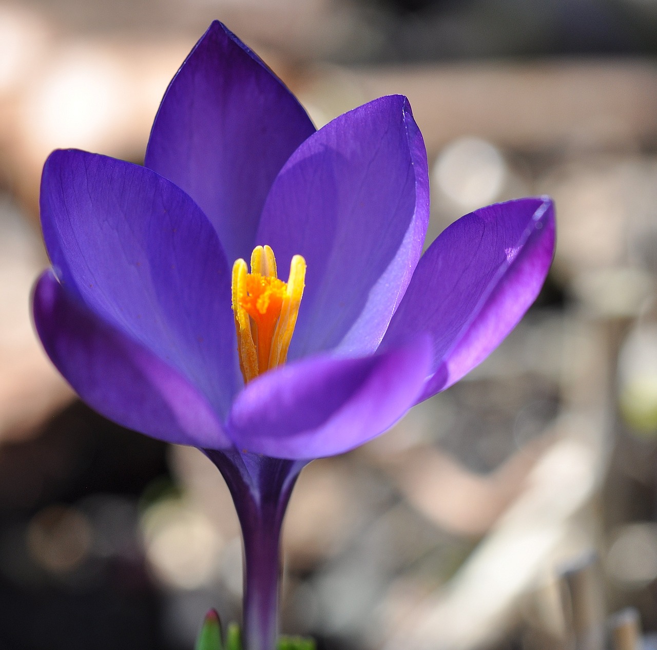 crocus flower blossom free photo