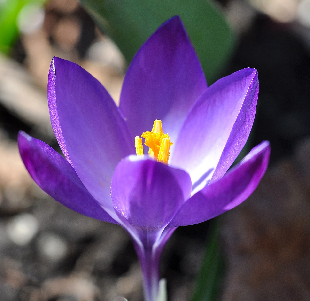 crocus flower blossom free photo