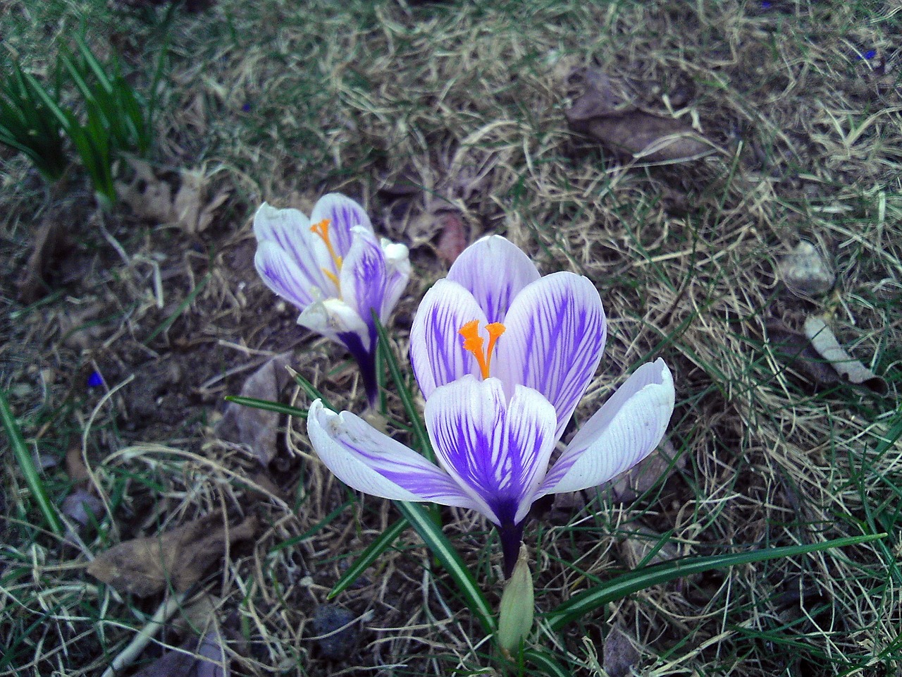 crocus flower white free photo