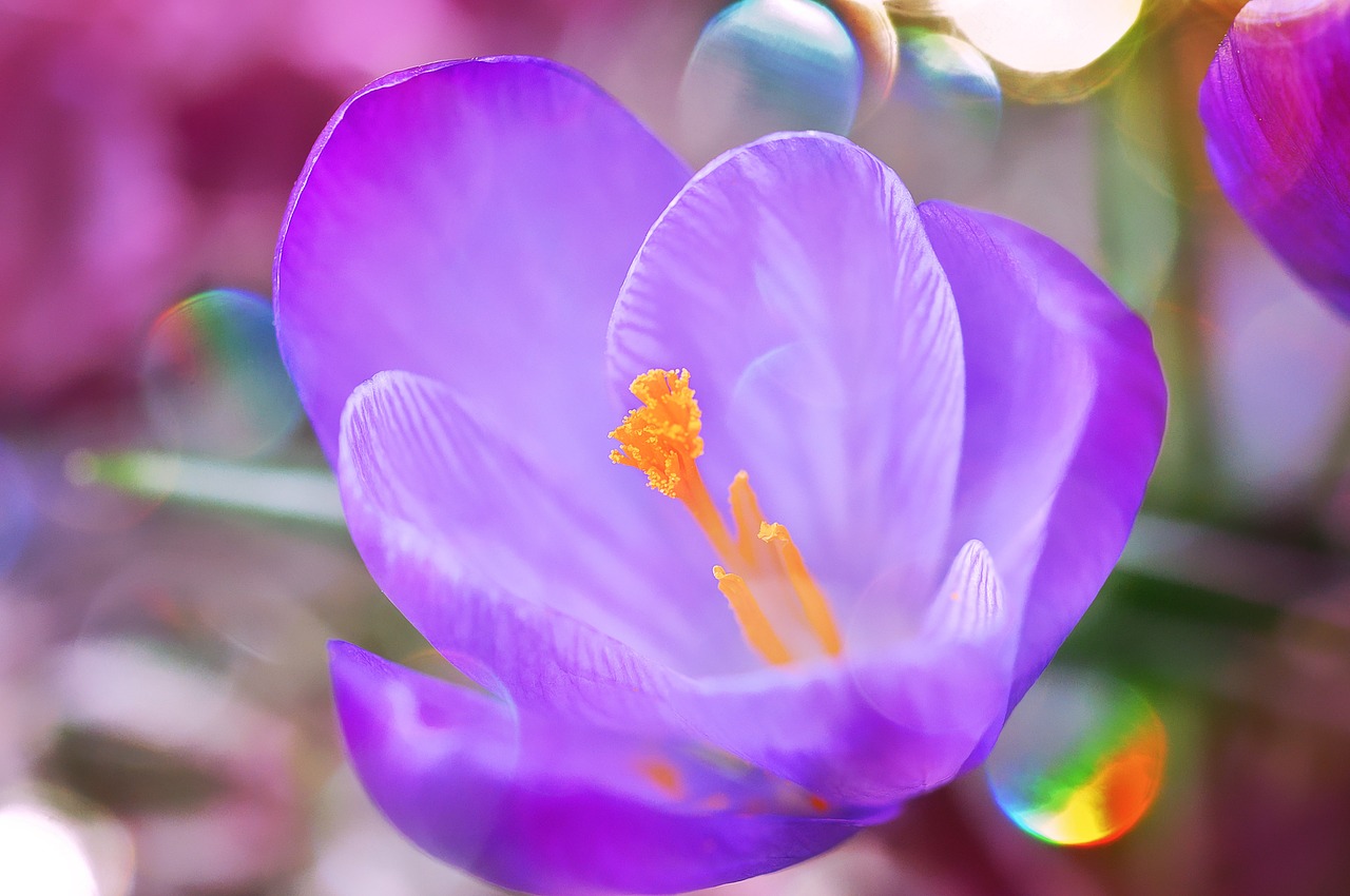 crocus flower blossom free photo