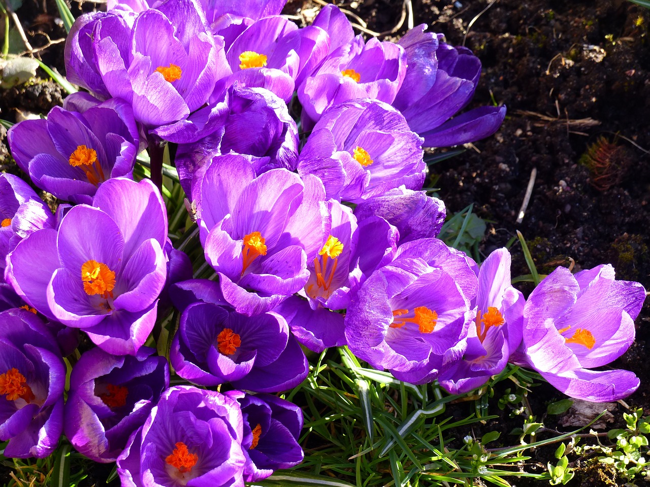 crocus flowers colors free photo