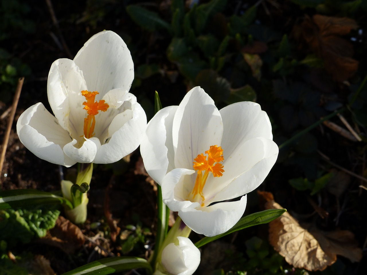 crocus flowers spring free photo