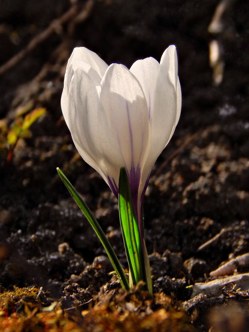 crocus spring macro free photo