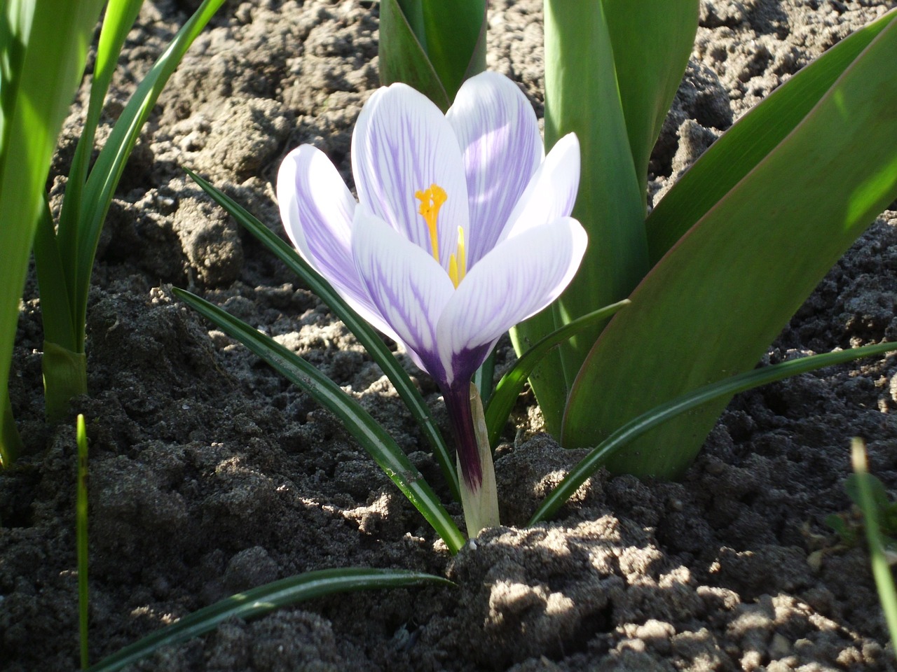 crocus spring white free photo