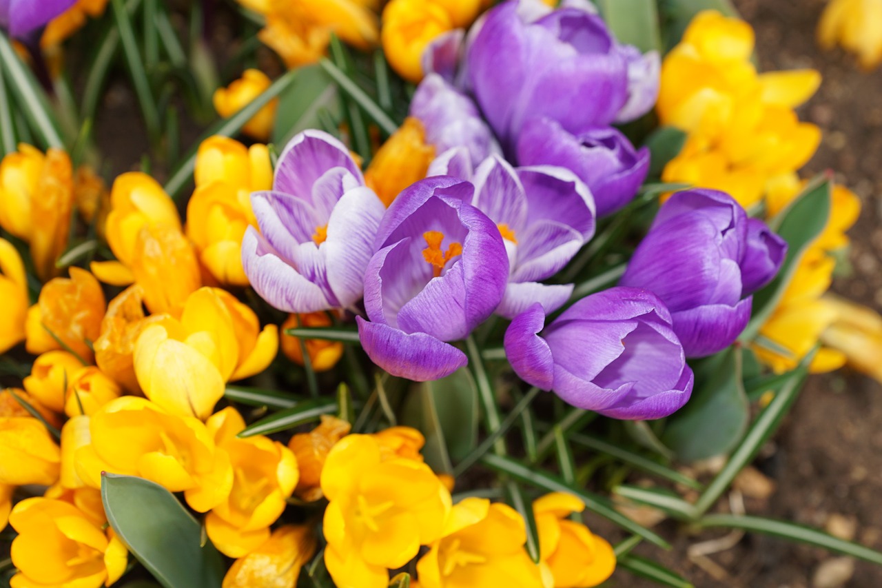 crocus flower nature free photo