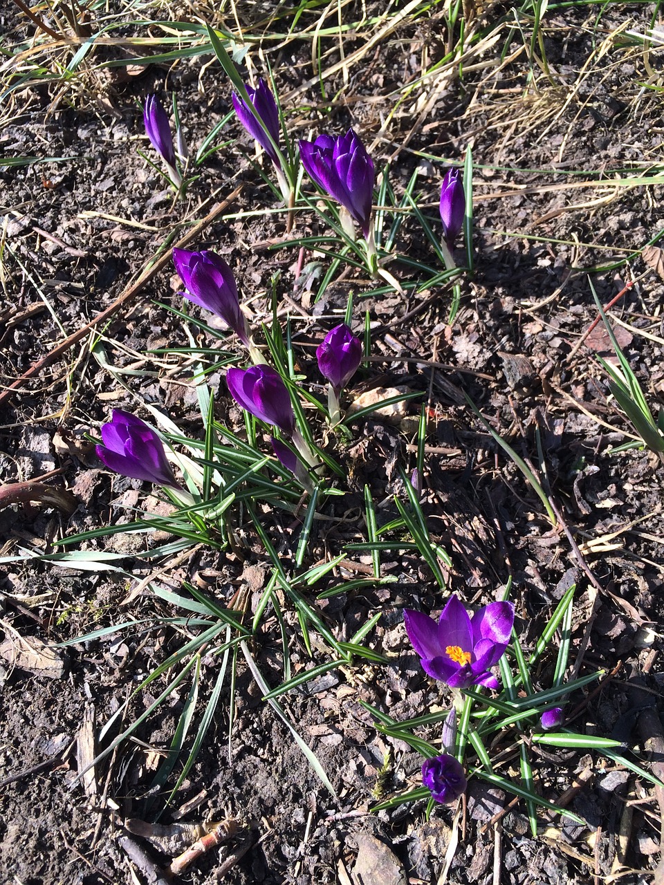 crocus flower garden free photo