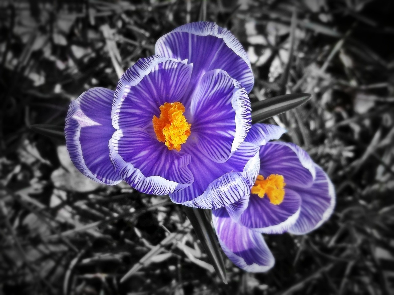 crocus purple violet free photo