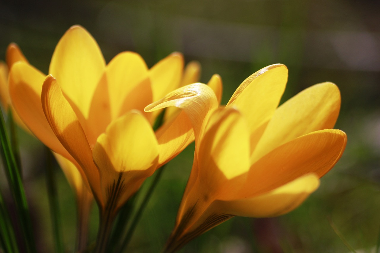 crocus flower macro free photo