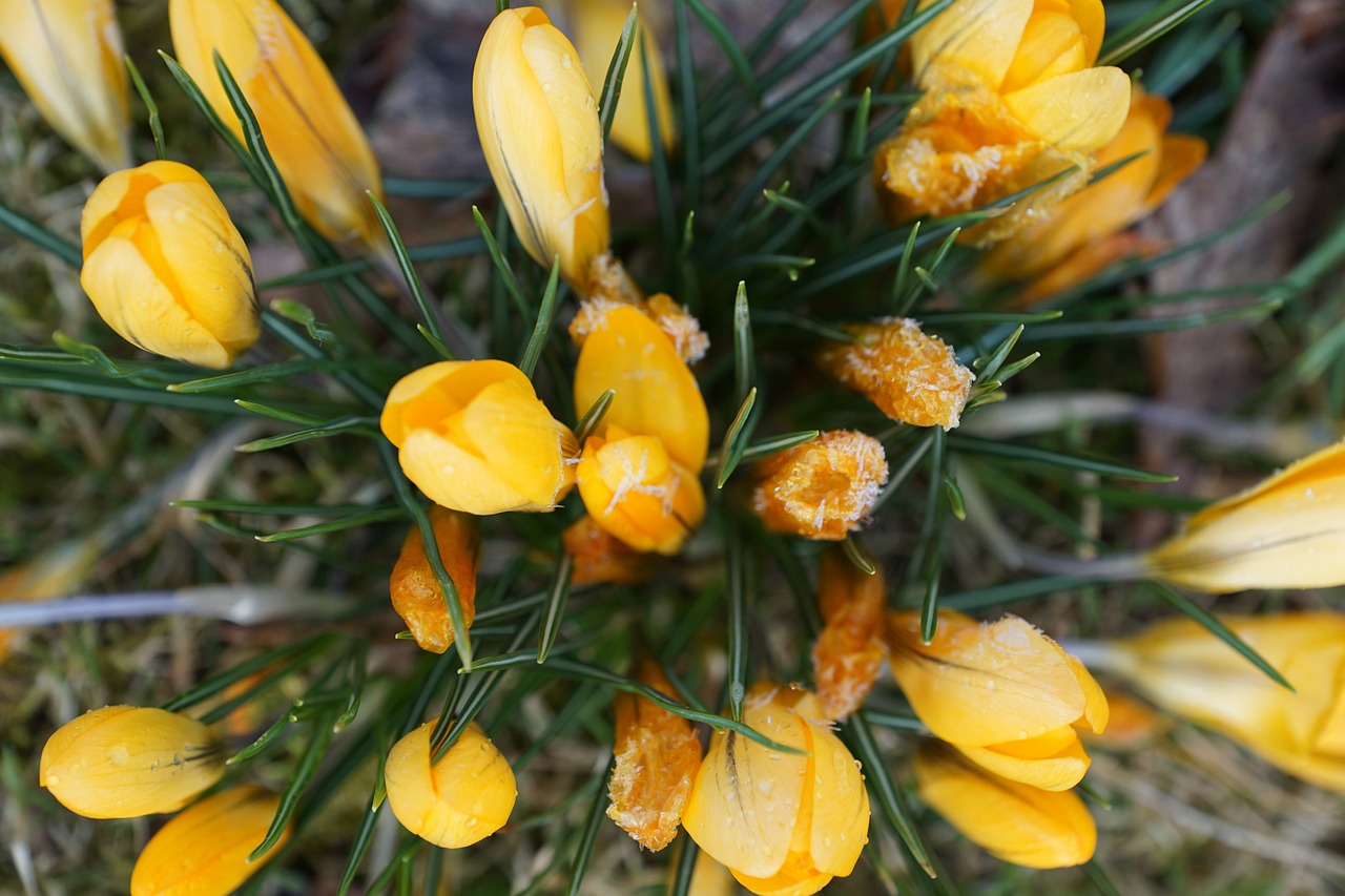 crocus plant green free photo