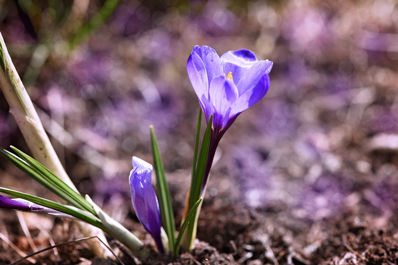 crocus flower early bloomer free photo