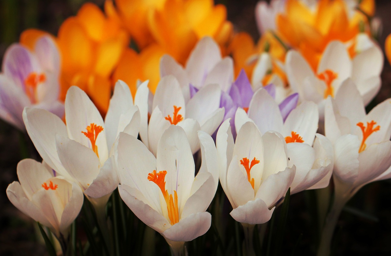 crocus flowers flower free photo