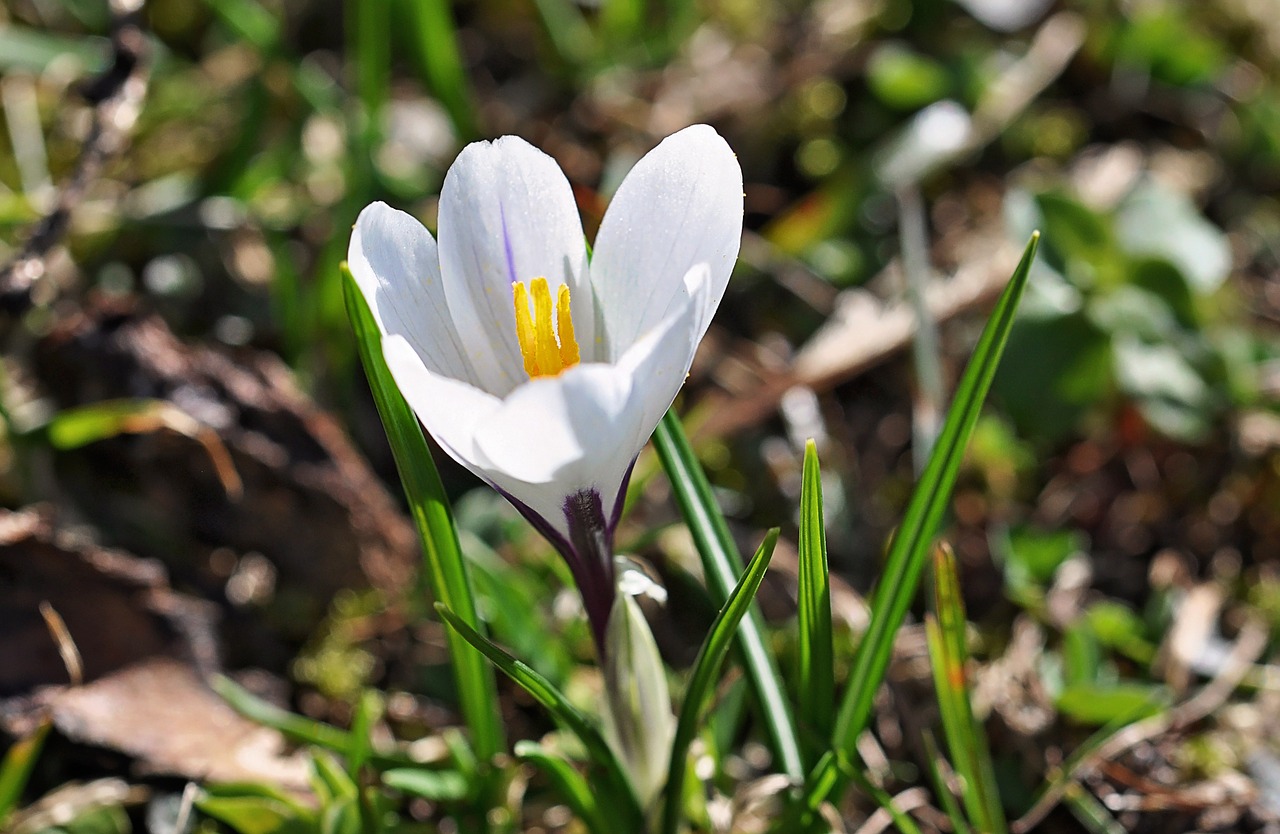 crocus pointed flower wild flower free photo