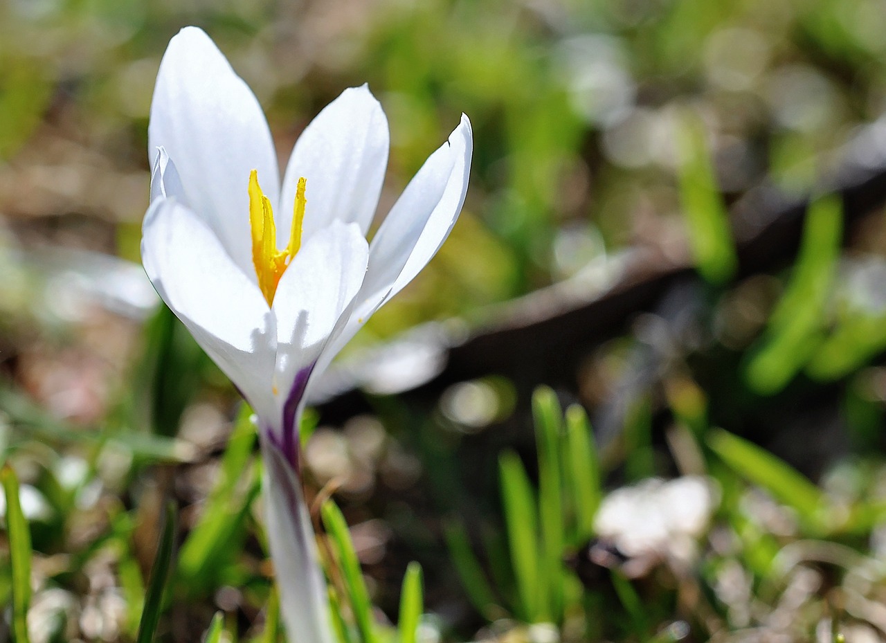 crocus flower wild flower free photo