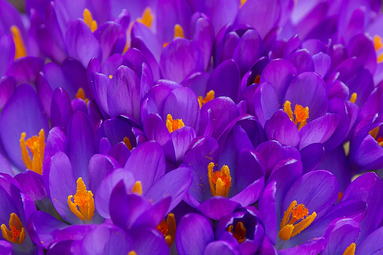 crocus garden spring free photo