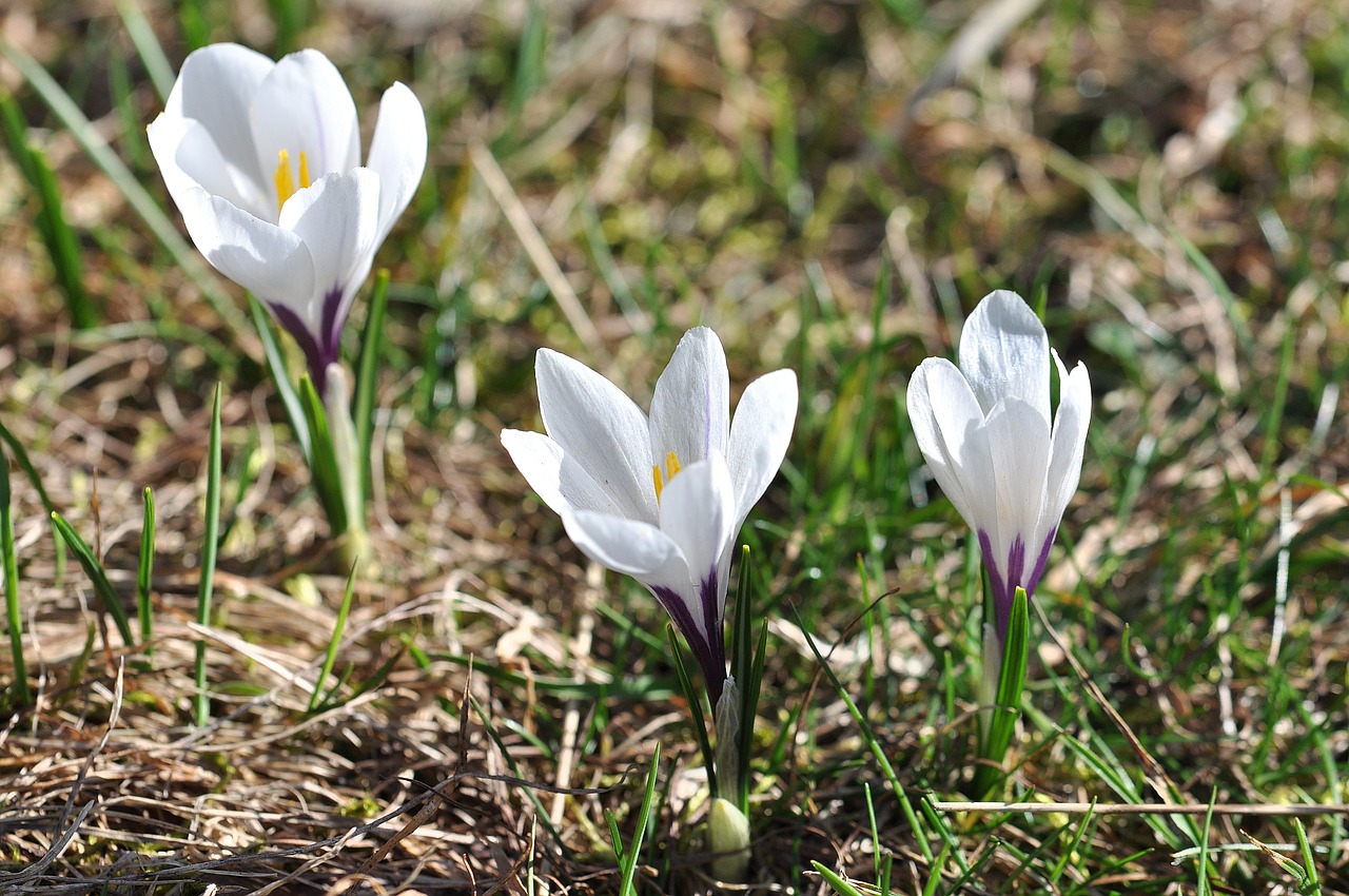 crocus flowers plant free photo