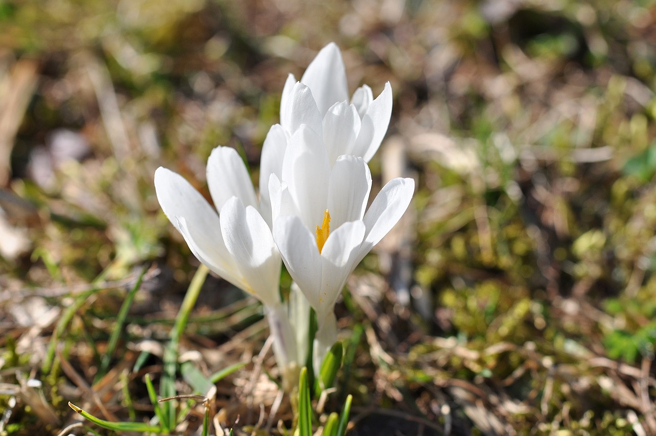 crocus flowers plant free photo