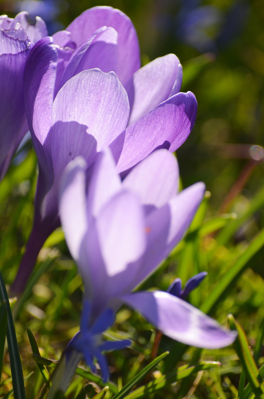 crocus easter spring free photo