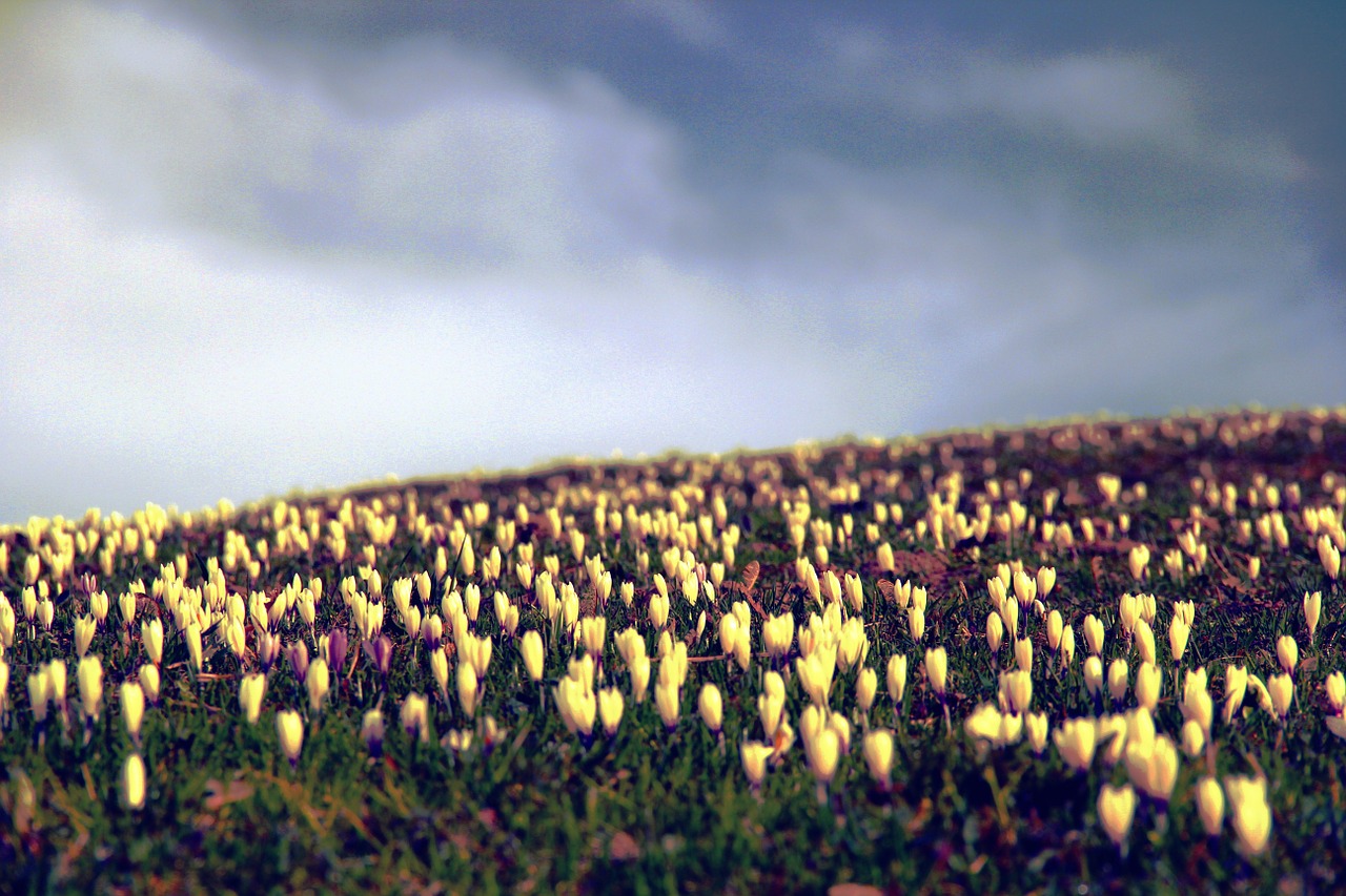 crocus flowers meadow free photo