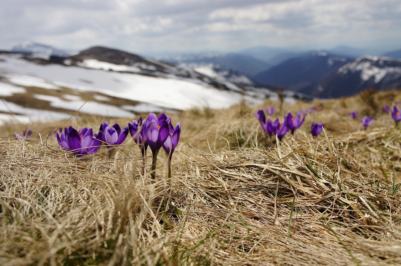 crocus violet flower free photo