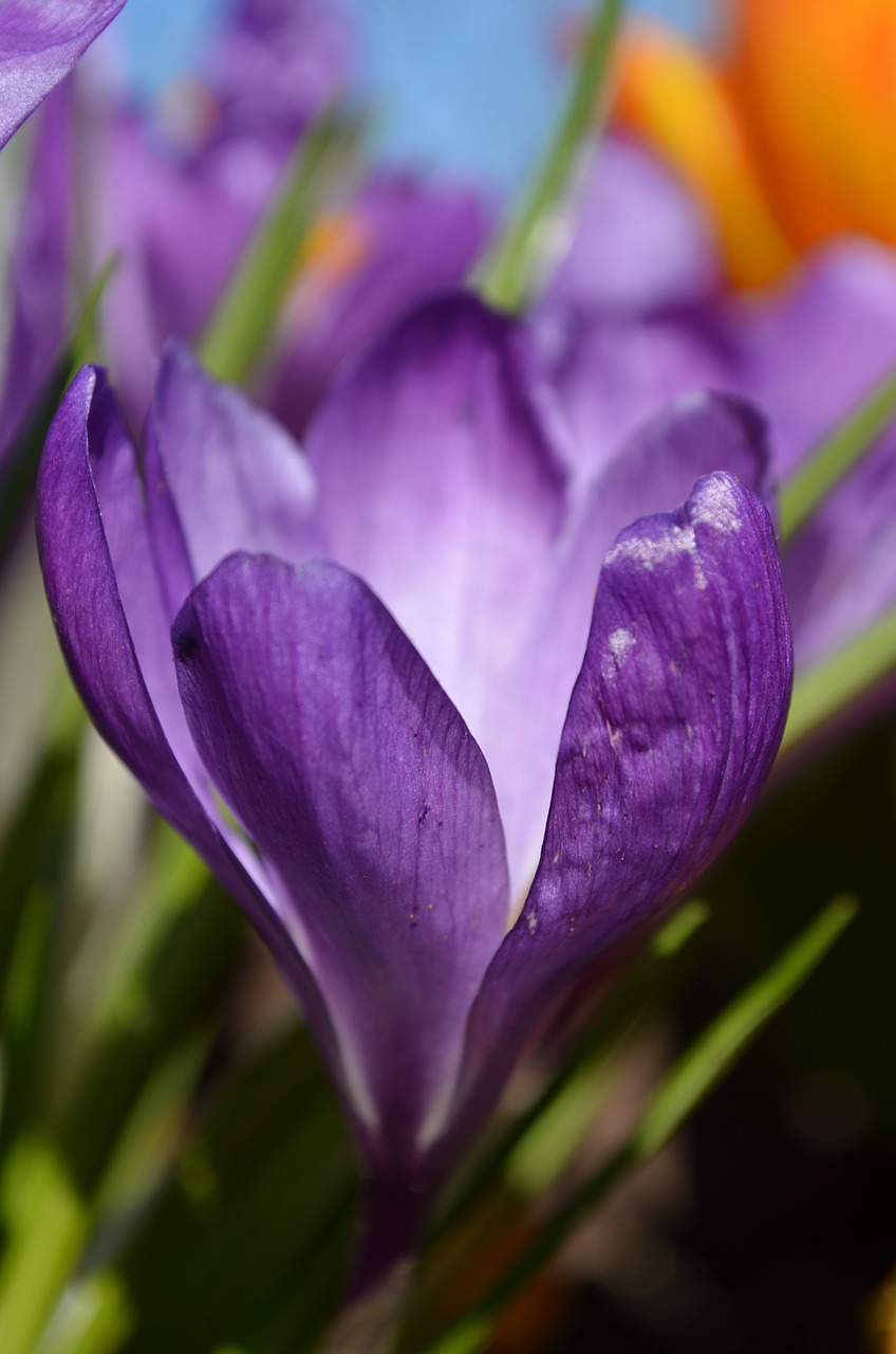 crocus flower spring flower free photo