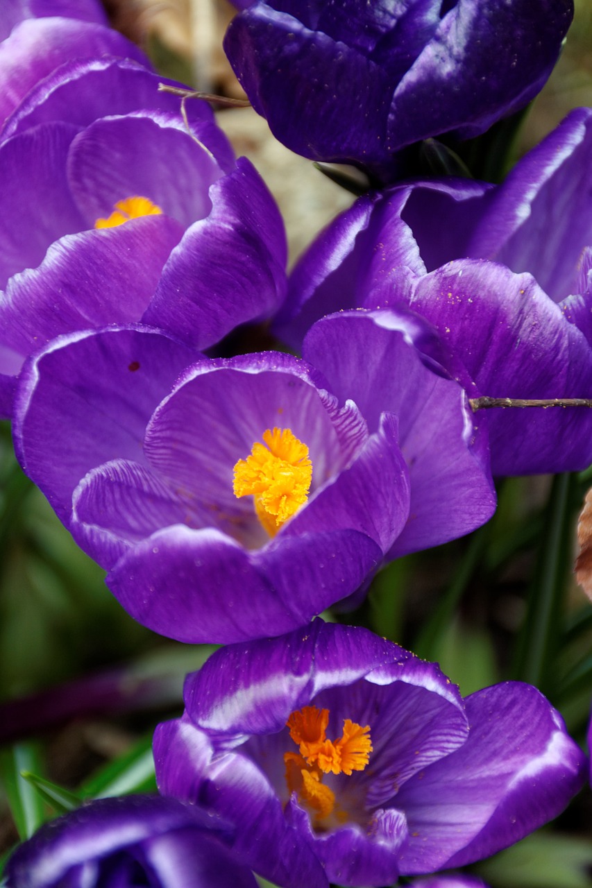 crocus flowers purple free photo