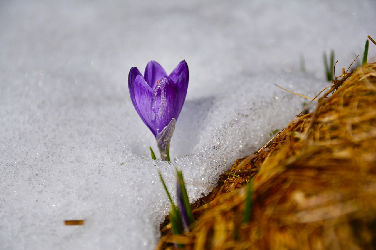 crocus flower spring free photo