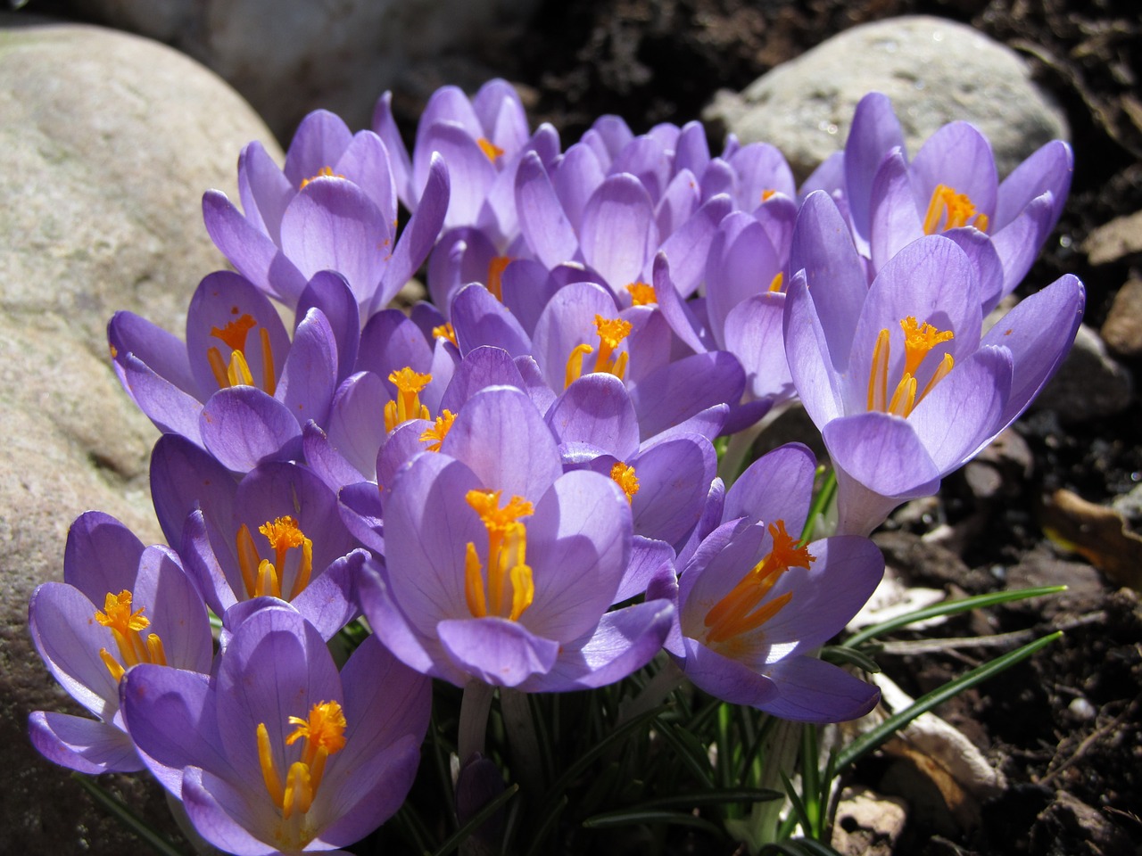 crocus flower purple free photo