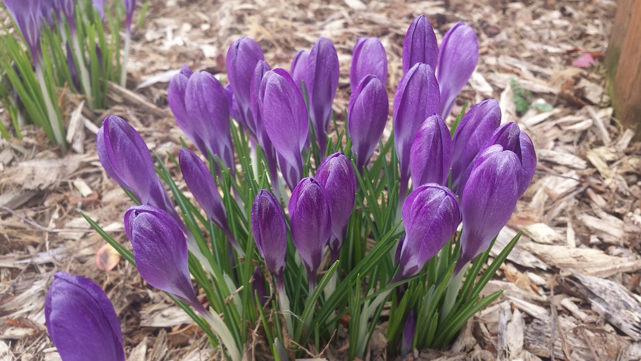 crocus spring nature free photo