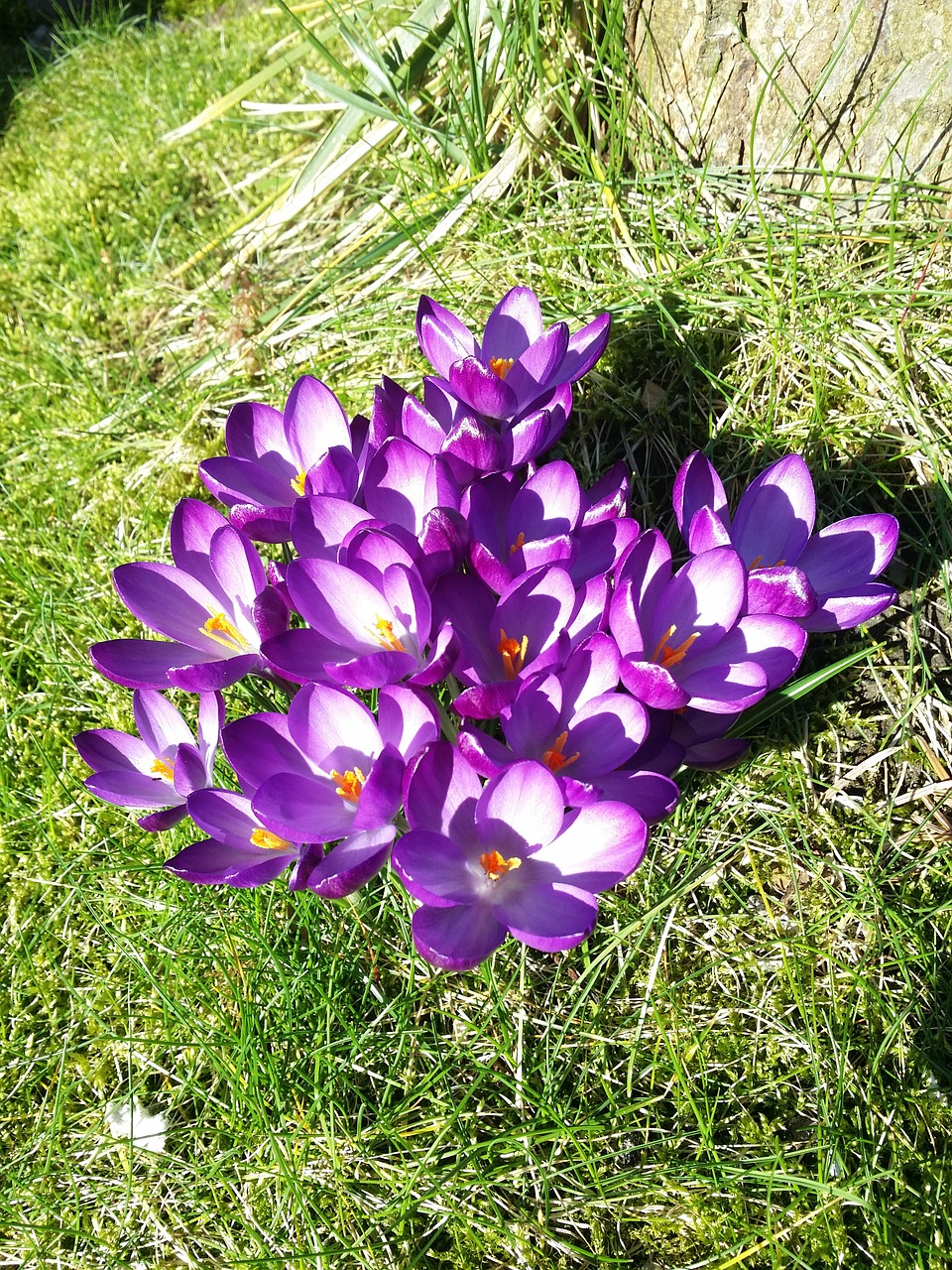 crocus purple spring free photo