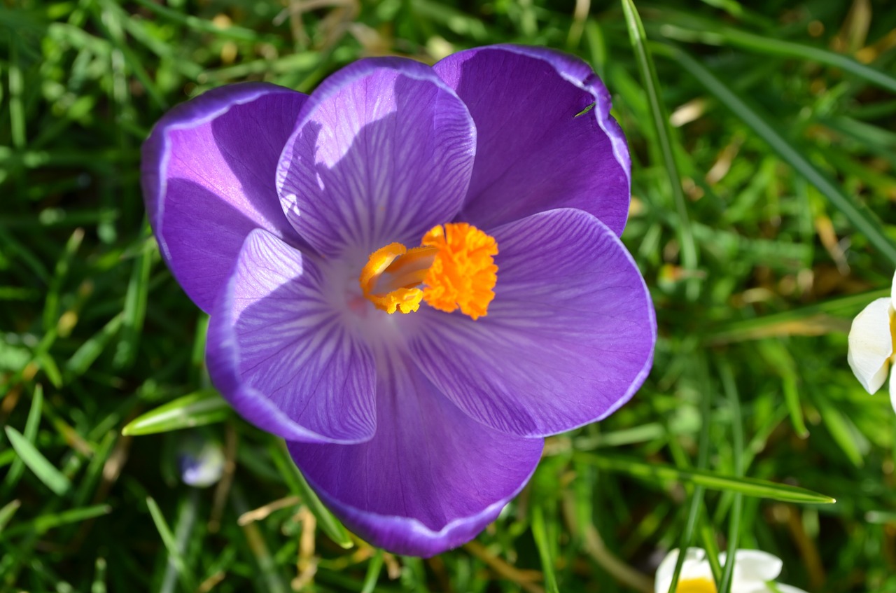 crocus spring nature free photo